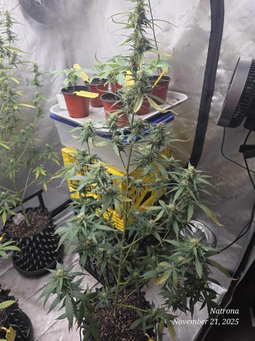 Godfather OG-MSNL. Week 7