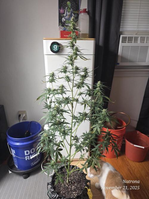 Godfather OG-MSNL. Week 7