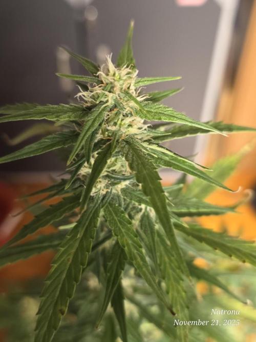 Godfather OG-MSNL. Week 7