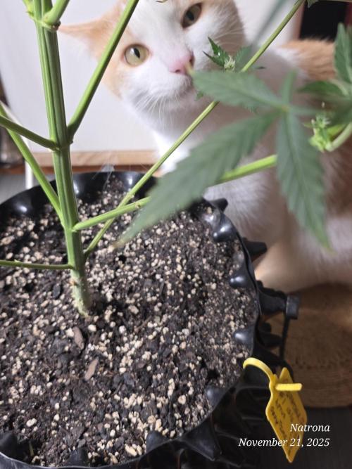 Godfather OG-MSNL. Week 7