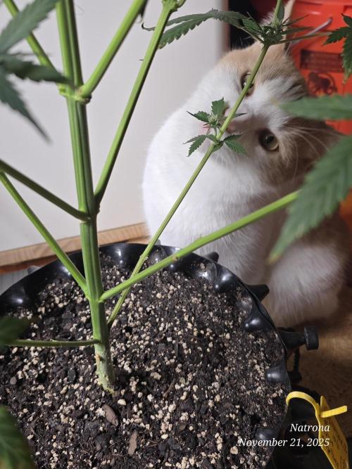 Godfather OG-MSNL. Week 7