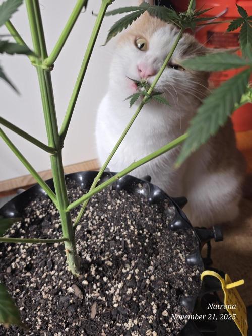 Godfather OG-MSNL. Week 7