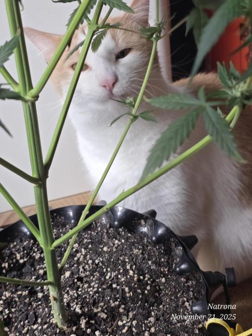 Godfather OG-MSNL. Week 7