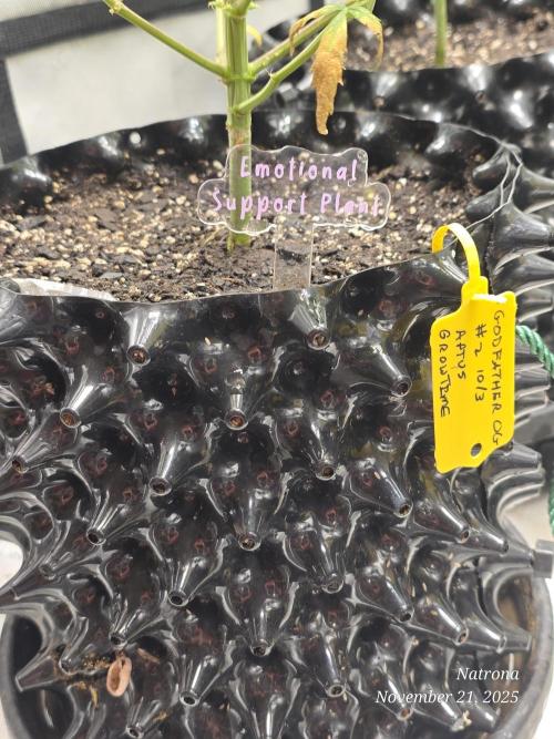 Godfather OG-MSNL. Week 7