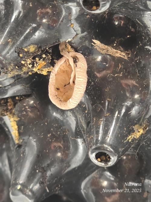 Godfather OG-MSNL. Week 7