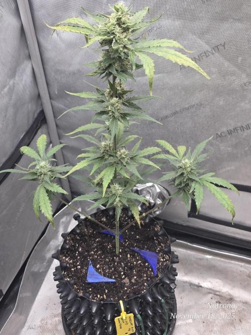 Apricot Auto-Fast Buds. Week 7