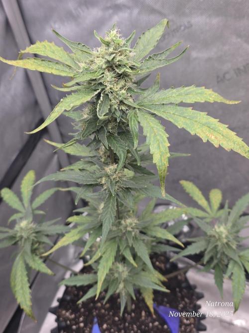 Apricot Auto-Fast Buds. Week 7