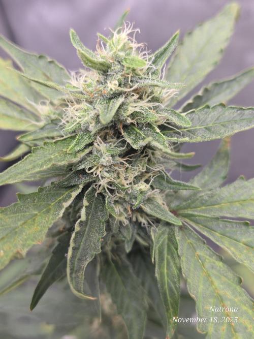 Apricot Auto-Fast Buds. Week 7