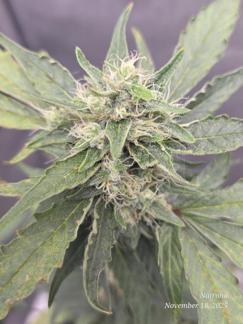 Apricot Auto-Fast Buds. Week 7