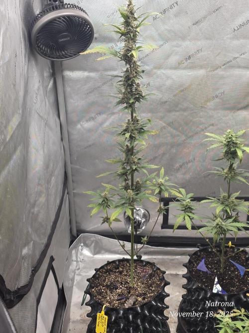 Apricot Auto-Fast Buds. Week 7
