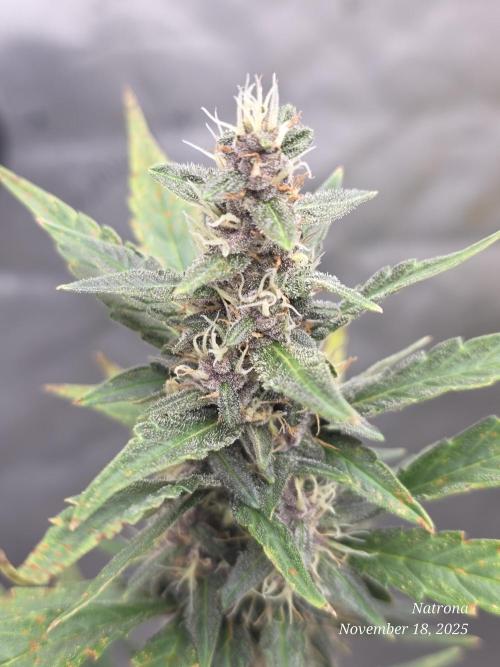 Apricot Auto-Fast Buds. Week 7