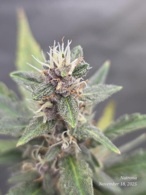 Apricot Auto-Fast Buds. Week 7