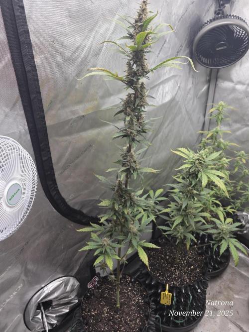 Apricot Auto-Fast Buds. Week 7