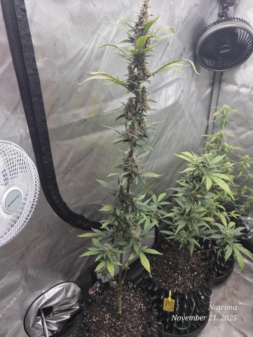 Apricot Auto-Fast Buds. Week 7