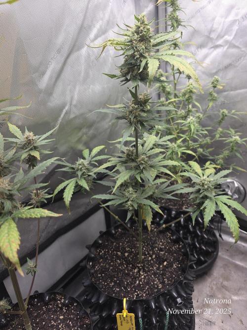 Apricot Auto-Fast Buds. Week 7