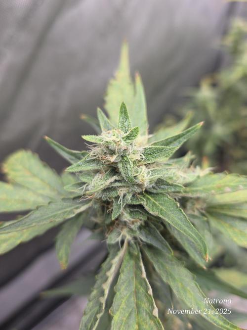 Apricot Auto-Fast Buds. Week 7