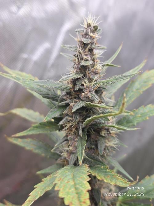 Apricot Auto-Fast Buds. Week 7