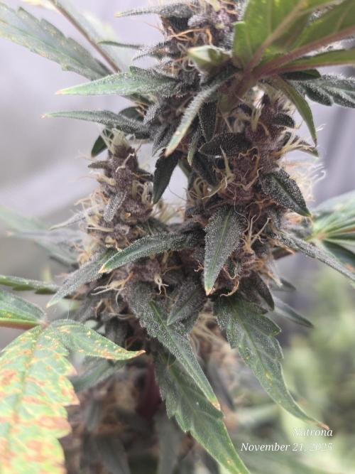 Apricot Auto-Fast Buds. Week 7