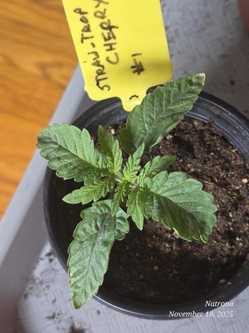 Straw-Trop Cherry Strng Seeds. Week 2