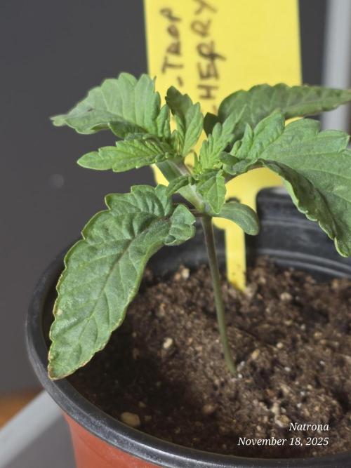 Straw-Trop Cherry Strng Seeds. Week 2