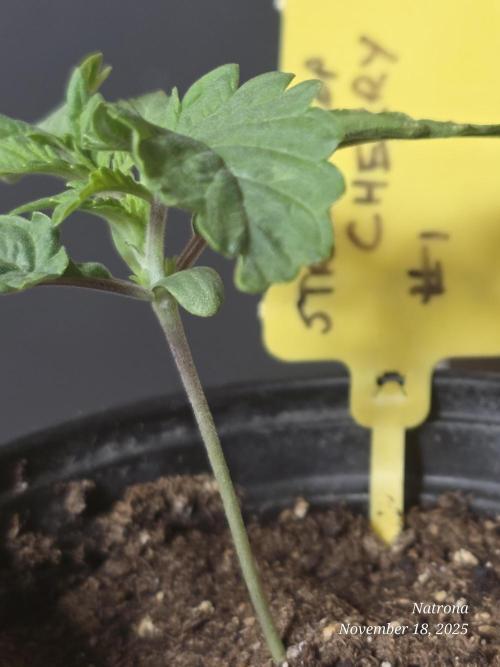 Straw-Trop Cherry Strng Seeds. Week 2