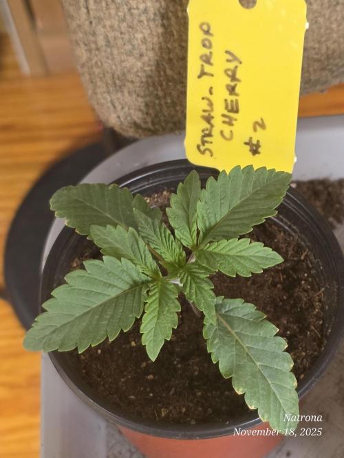 Straw-Trop Cherry Strng Seeds. Week 2