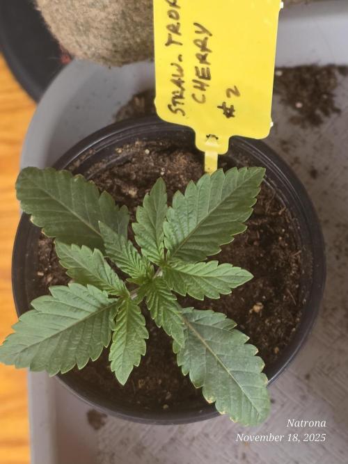 Straw-Trop Cherry Strng Seeds. Week 2