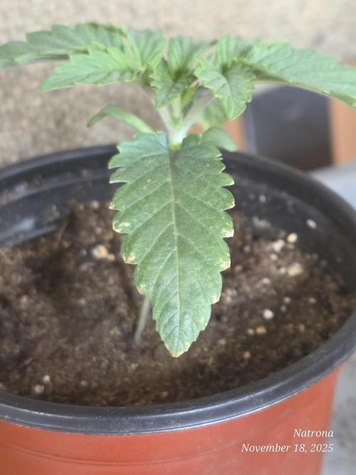 Straw-Trop Cherry Strng Seeds. Week 2