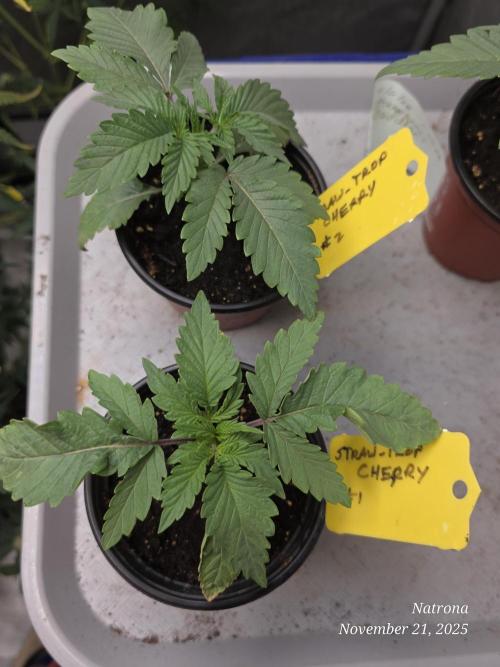 Straw-Trop Cherry Strng Seeds. Week 2