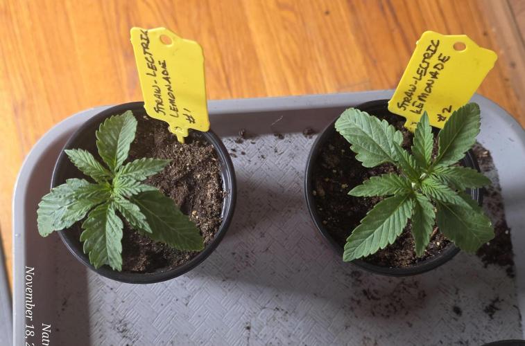 Straw-Lectric Lemonade Strng Seeds. Week 2