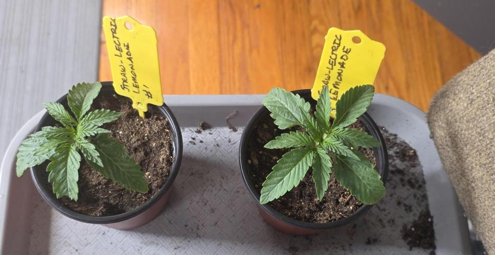 Straw-Lectric Lemonade Strng Seeds. Week 2