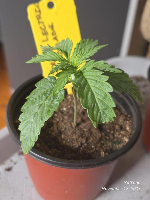 Straw-Lectric Lemonade Strng Seeds. Week 2