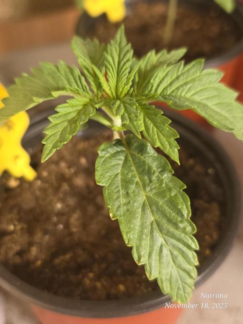 Straw-Lectric Lemonade Strng Seeds. Week 2