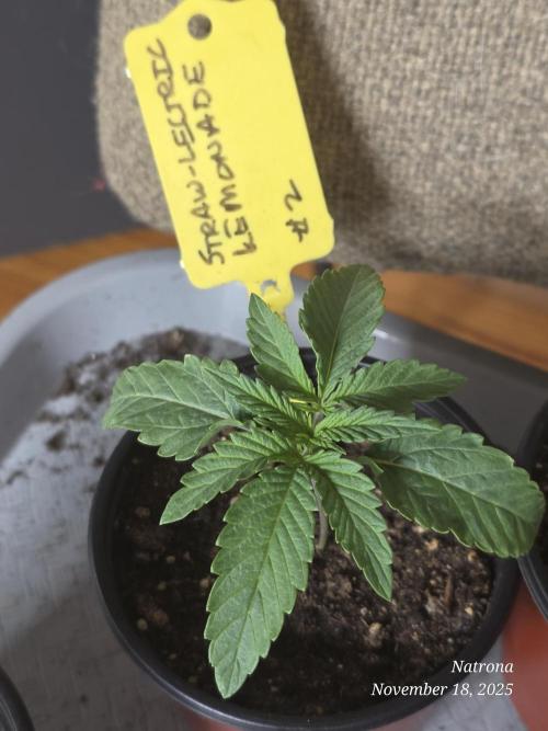 Straw-Lectric Lemonade Strng Seeds. Week 2