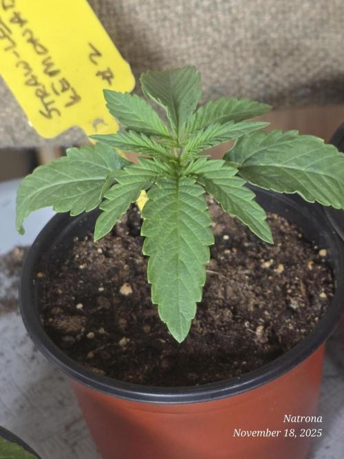 Straw-Lectric Lemonade Strng Seeds. Week 2