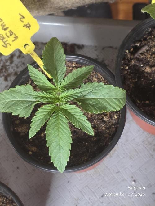 Straw-Lectric Lemonade Strng Seeds. Week 2