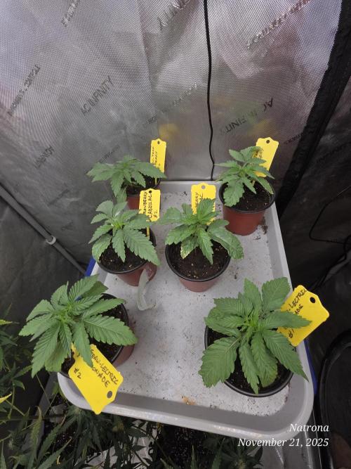 Straw-Lectric Lemonade Strng Seeds. Week 2
