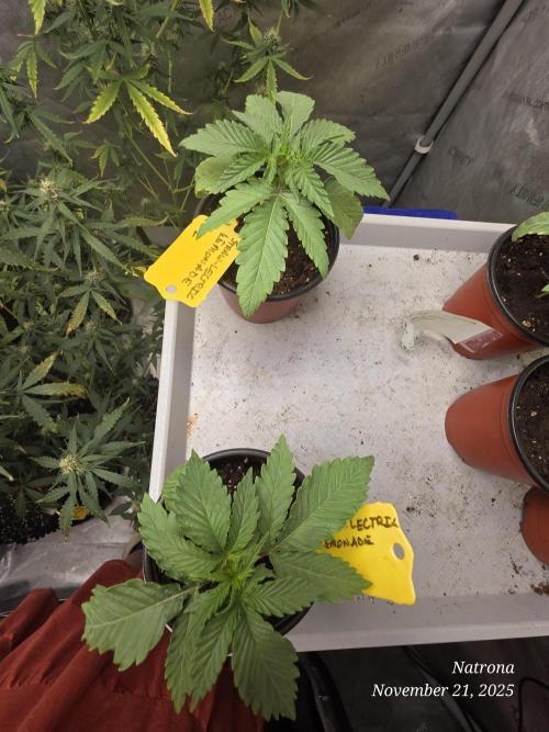 Straw-Lectric Lemonade Strng Seeds. Week 2