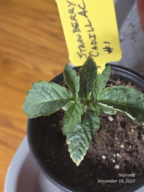 Strawberry Cadillac-Strng Seeds. Week 2