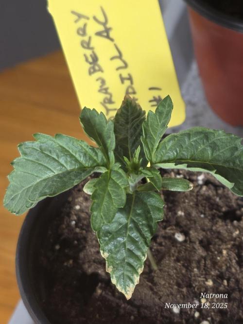 Strawberry Cadillac-Strng Seeds. Week 2