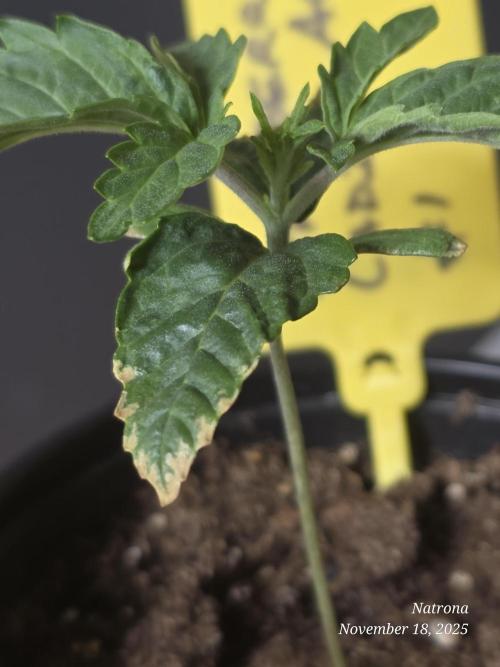 Strawberry Cadillac-Strng Seeds. Week 2