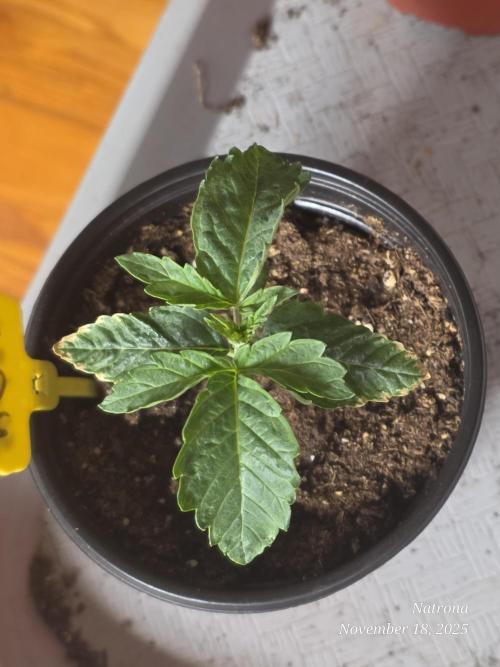 Strawberry Cadillac-Strng Seeds. Week 2