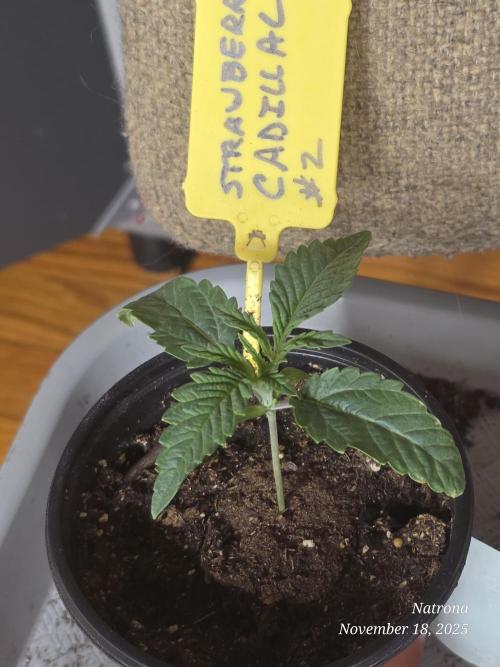 Strawberry Cadillac-Strng Seeds. Week 2