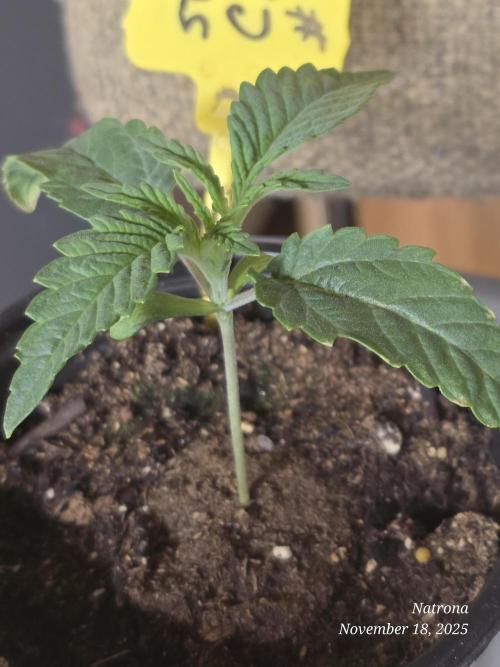 Strawberry Cadillac-Strng Seeds. Week 2