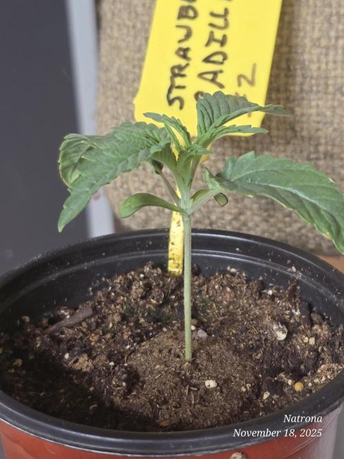 Strawberry Cadillac-Strng Seeds. Week 2