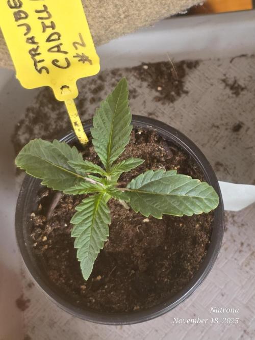 Strawberry Cadillac-Strng Seeds. Week 2