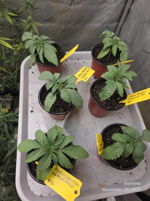 Strawberry Cadillac-Strng Seeds. Week 2