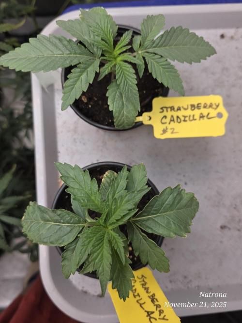 Strawberry Cadillac-Strng Seeds. Week 2