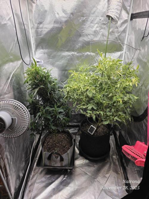 NYC Diesel (was Hey Abby). Week 10