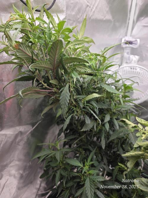 NYC Diesel (was Hey Abby). Week 10